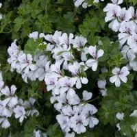 Géranium lierre à fleurs blanche