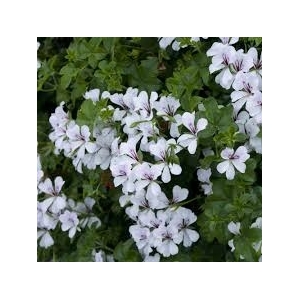 Géranium lierre à fleurs blanche