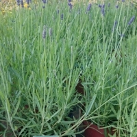 Lavande bleue en pot de 3l