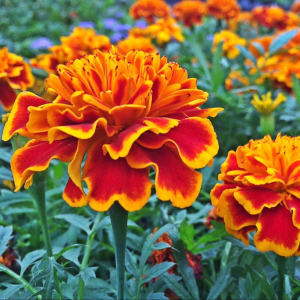 œillet d'inde bicolore