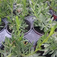 Plant d'estragon pot 10.5 cm