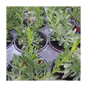 Plant d'estragon pot 10.5 cm