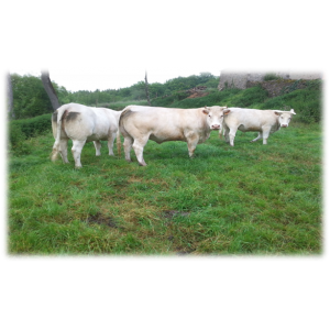 Steaks hachés , certifié par fr-bi