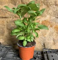 Basilic en bouquet-80g