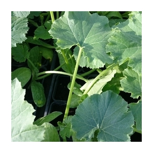 Plant de courgette jaune en godet