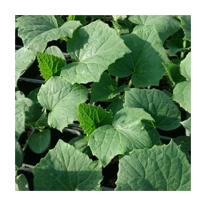 Plant de concombre épineux en godet