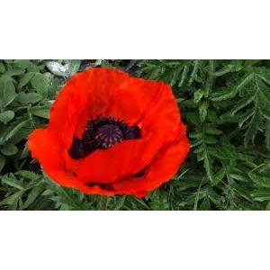 Pavot d'orient rouge en pot de 3l