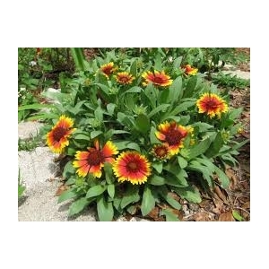 Gaillarde rouge et jaune en pot de 3l