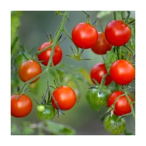 Plant tomate cerise
