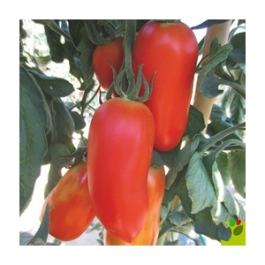 Plant tomate cornabelle