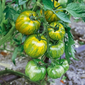 Plant tomate green zebra