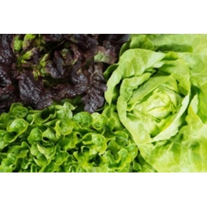 Salade selon récolte