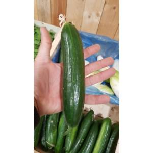 Concombre 'crokdelis'