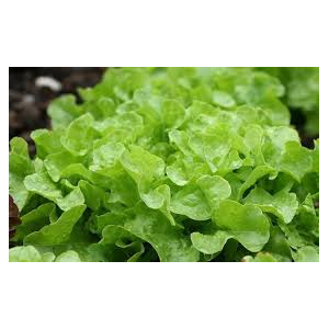 Salade feuille de chêne verte