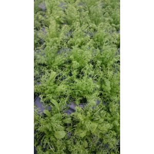 Plant de camomille pot 10,5 cm