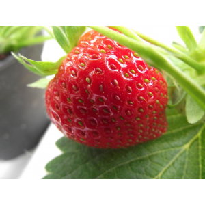 Fraises charlotte 500gr