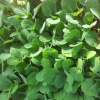 Plant de choux fleurs romanesco par 6