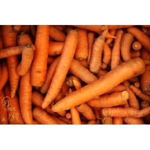 Carottes plein champ