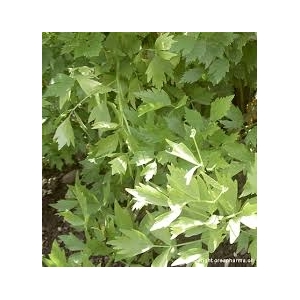 Livèche ou ache des montagnes