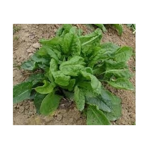 Oseille bio - bouquet