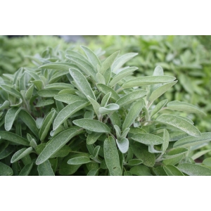 Sauge officinale bio - bouquet