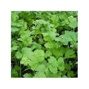 Plant de coriandre pot 10.5 cm