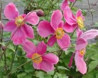 Anémone à fleurs rose en pot de 3l