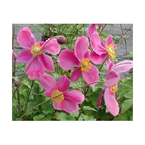 Anémone à fleurs rose en pot de 3l