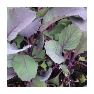Plant de choux rouge par 6