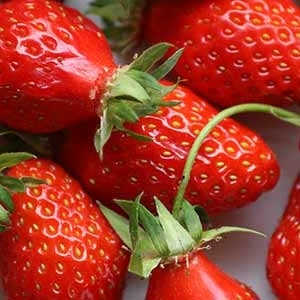 Fraises mariguette, jumièges.