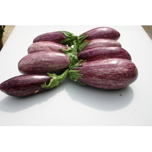 Aubergine strié