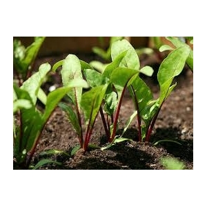 Plant de betterave rouge par 6