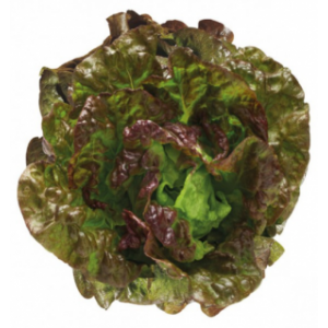 Batavia rouge grenobloise