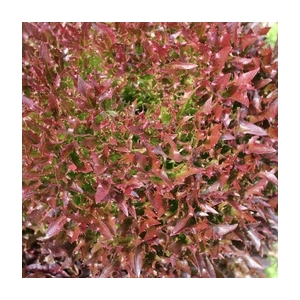 Salade incisée rouge