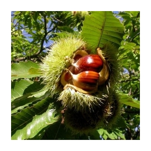 Confiture châtaigne -chocolat