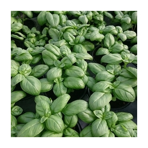 Plant basilic grand vert pot 10.5 cm