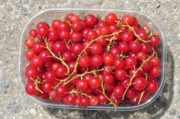 Groseilles