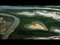 Veau coeur en tranche