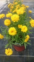 Coréopsis jaune en pot de 3l