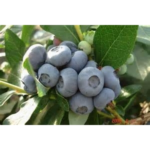 Myrtilles 🫐 (ou bluets) bio 2kg