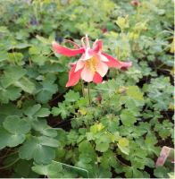 Ancolie rouge en pot de 3l