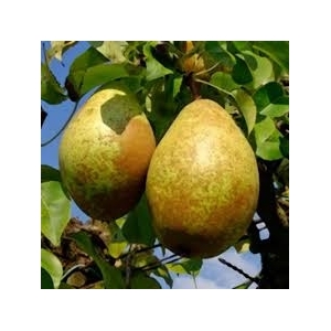 Poire guyot (récolte 2021)