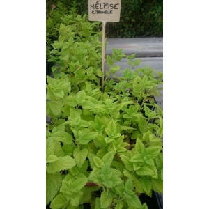 Plant mélisse citronnelle pot 13 cm