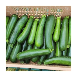 Courgettes vertes