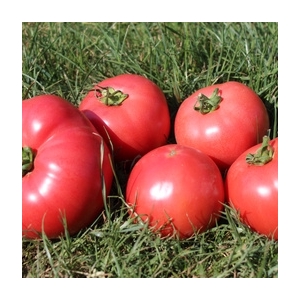 Tomate rose de berne