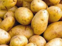 Pomme de terre nouvelle agata au kg