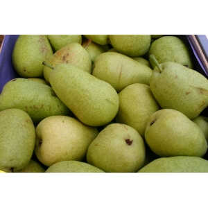 Poire williams   ( récolte 2021)
