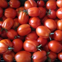 Tomates