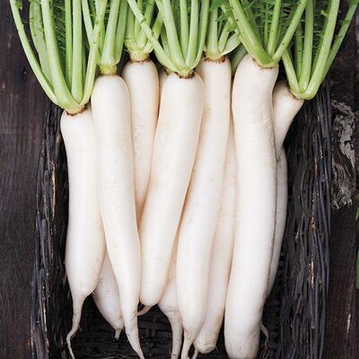 Radis long blanc nouvelle récolte