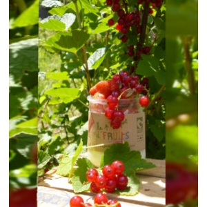 Le petit pot de fruit groseille